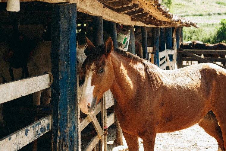 Horse at our petting zoo