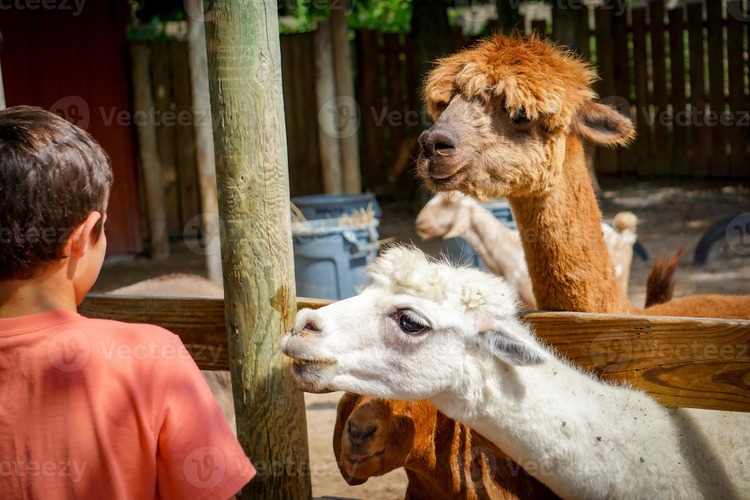 Alpaca at our petting zoo