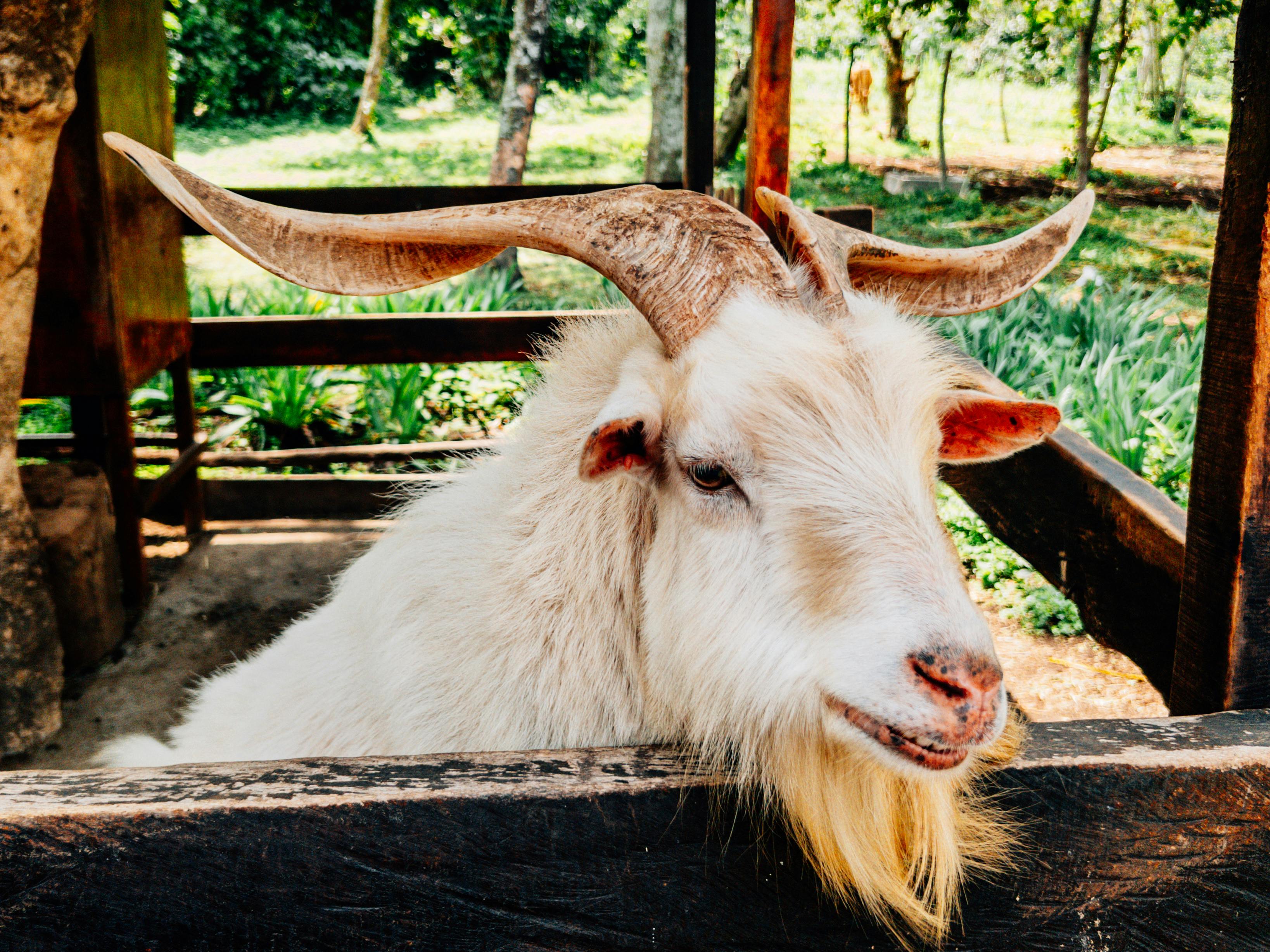 Goats at our petting zoo