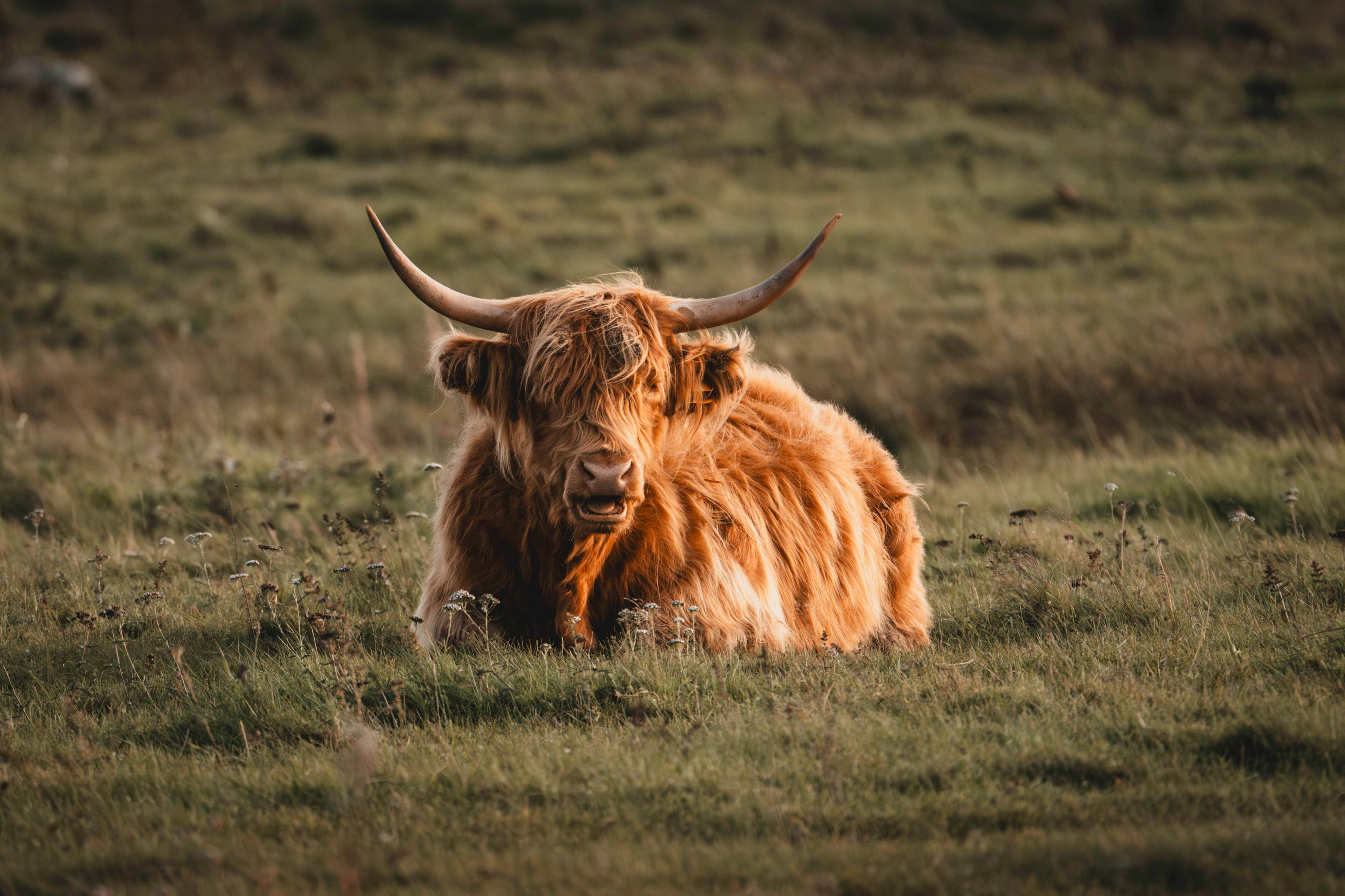 Daisy the Highland cow