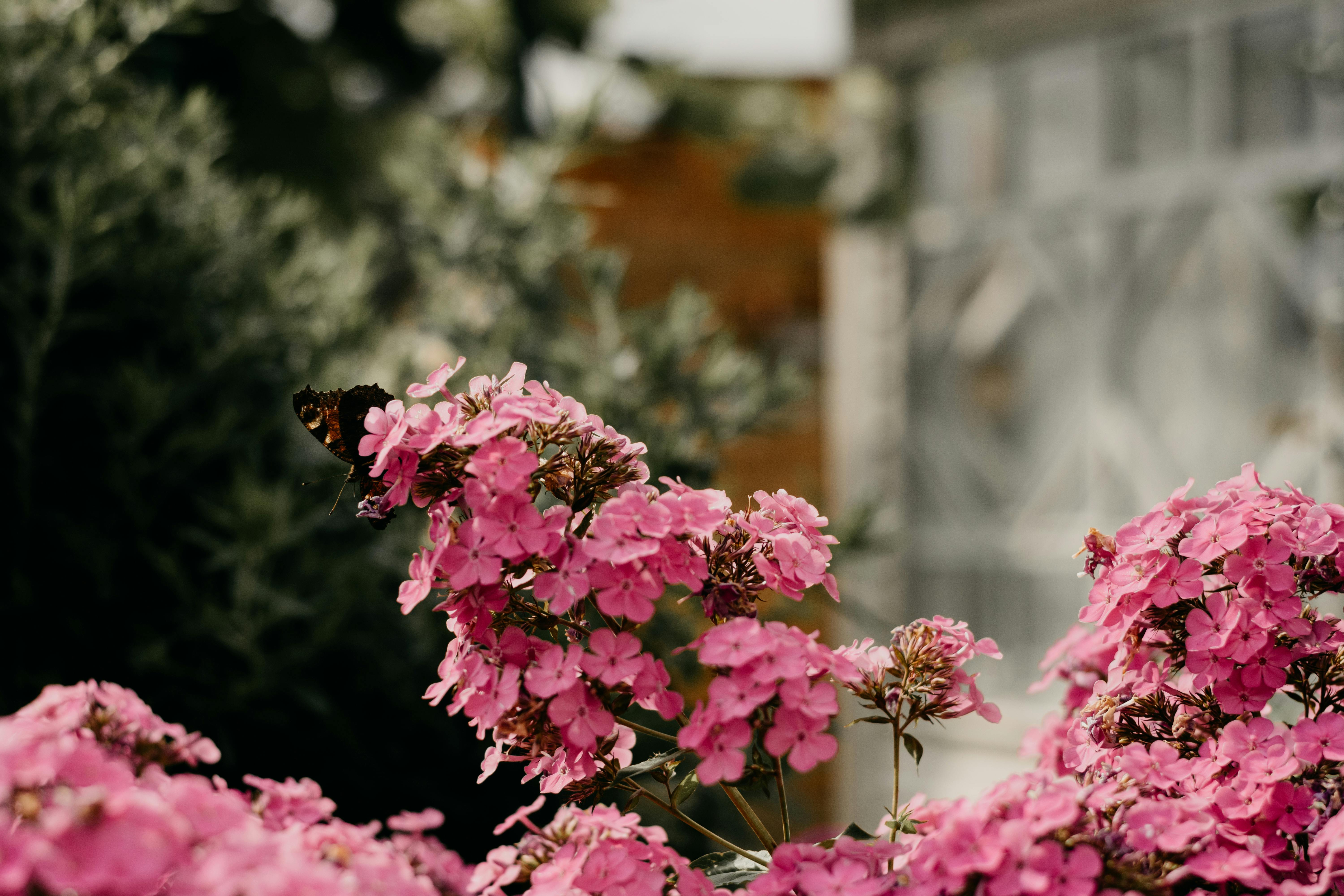 Butterfly theme garden